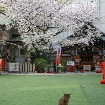 満開の桜を独り占め