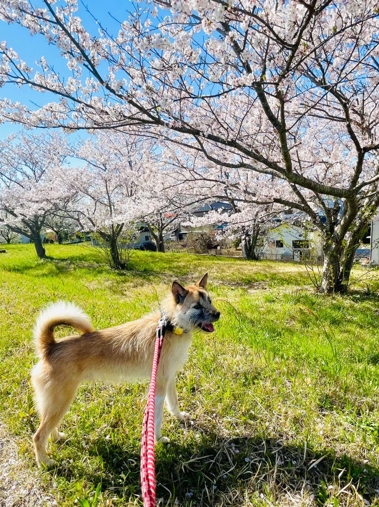 来春は家族とお花見したいね！