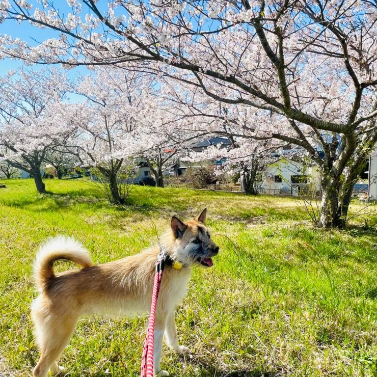 来春は家族とお花見したいね！