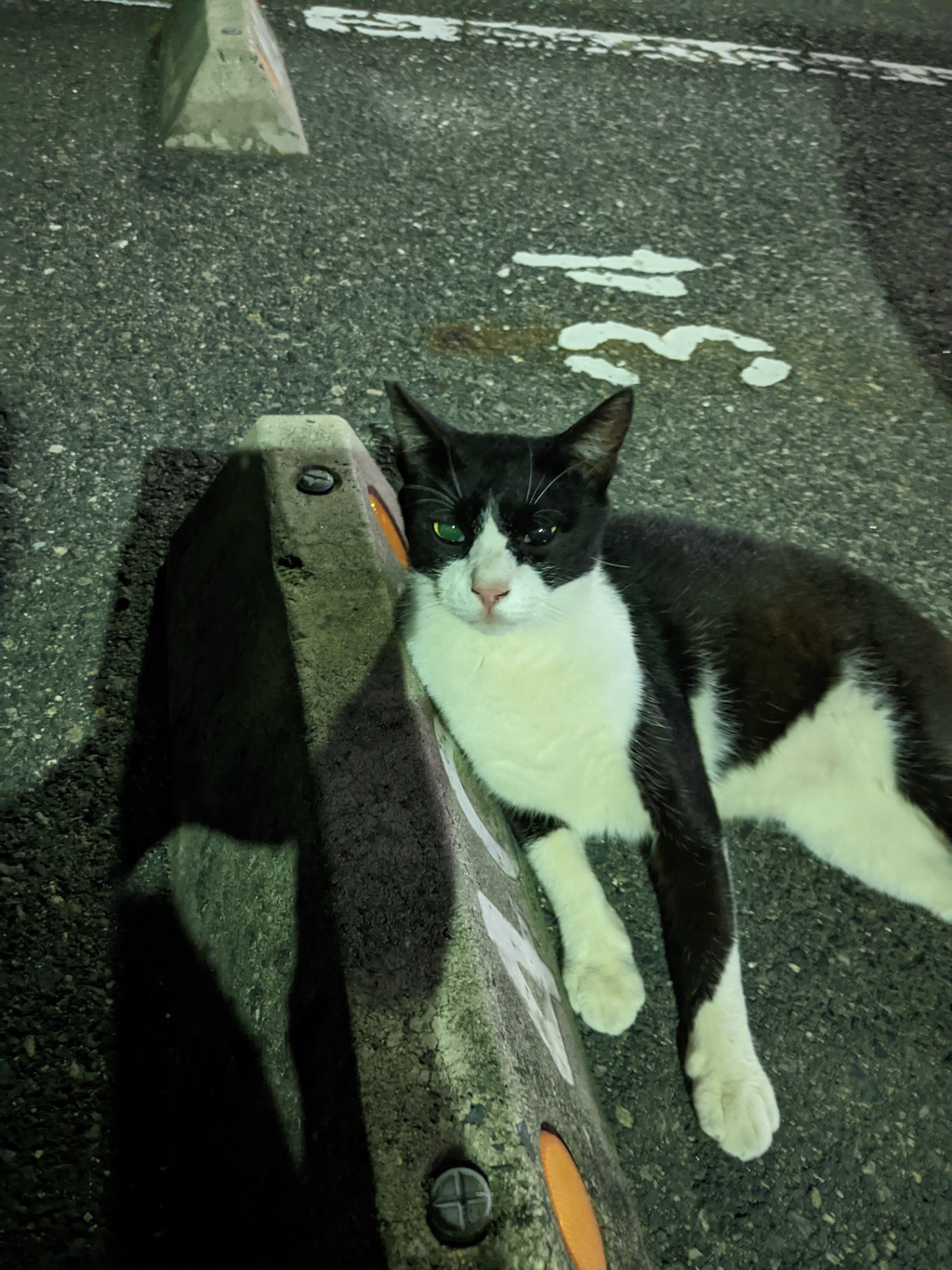 お家猫になれました。