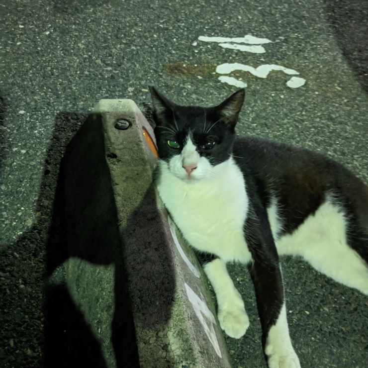 お家猫になれました。