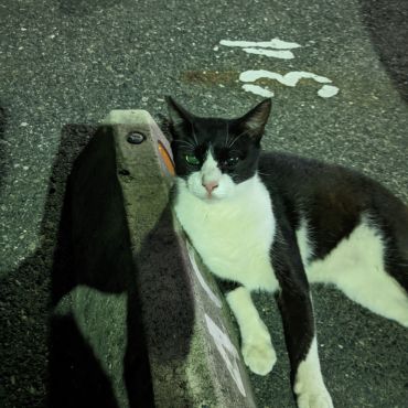 お家猫になれました。