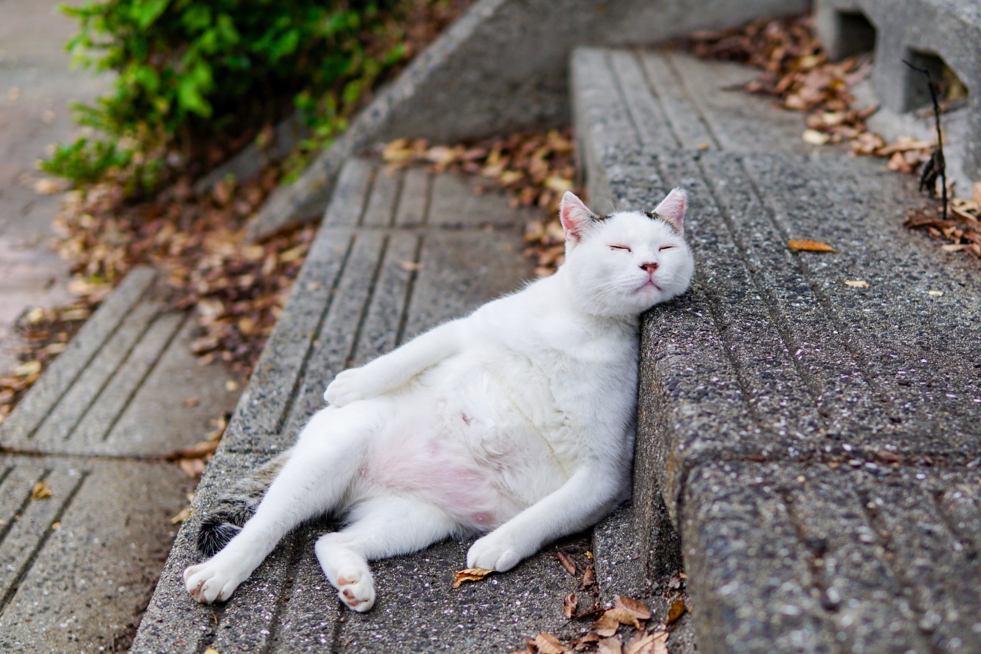 どうやら、君は猫をやめたらしいね。