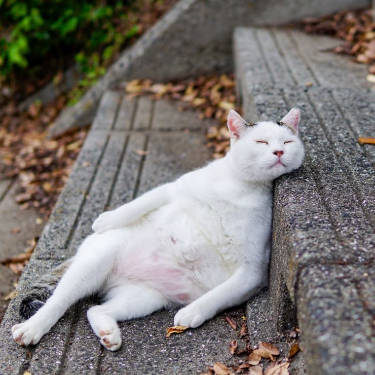 どうやら、君は猫をやめたらしいね。