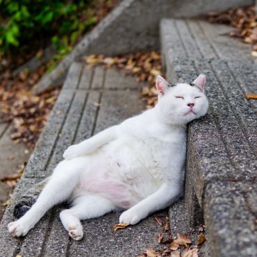 どうやら、君は猫をやめたらしいね。