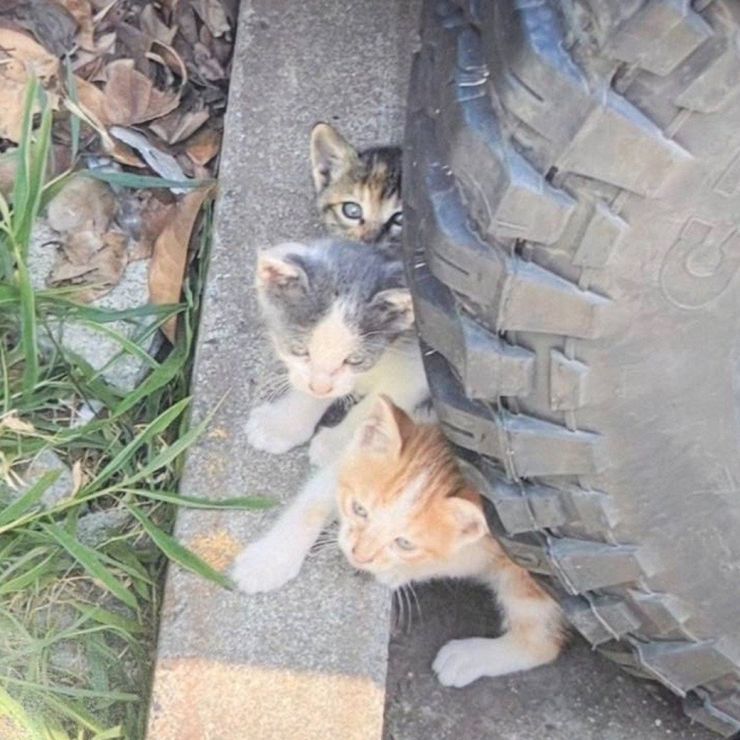 見過ごせない命