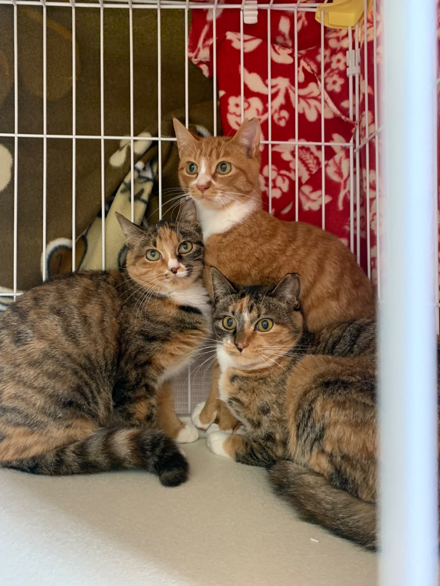 3兄妹　幸せつかんだよ！！
