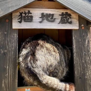 猫地蔵様のお水は格別