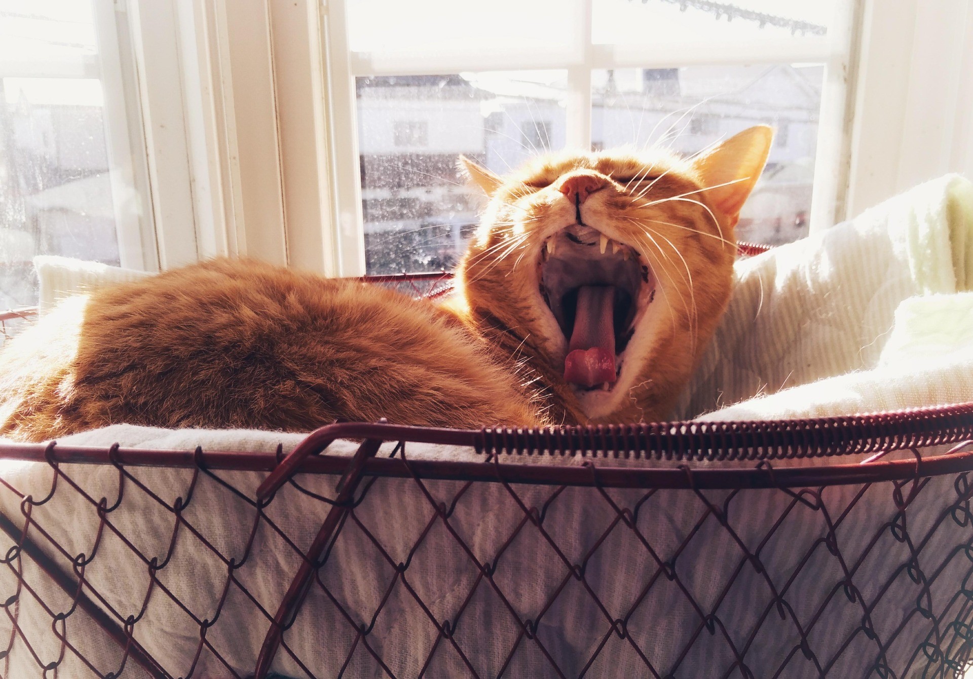 出窓は猫のもの