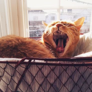 出窓は猫のもの