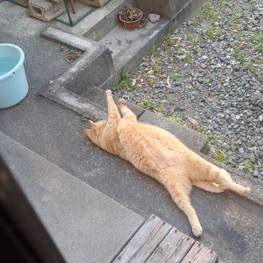 ご飯 まだかなぁ