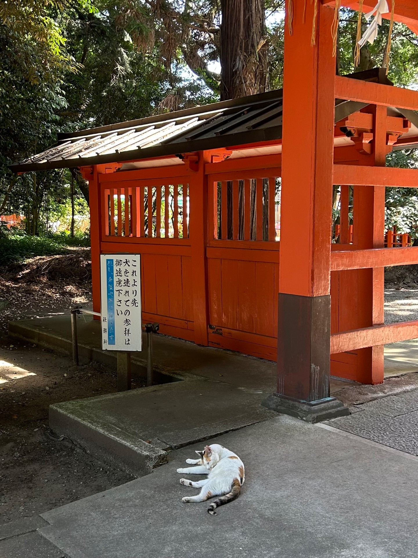 猫だもの。