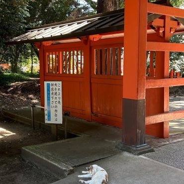 猫だもの。