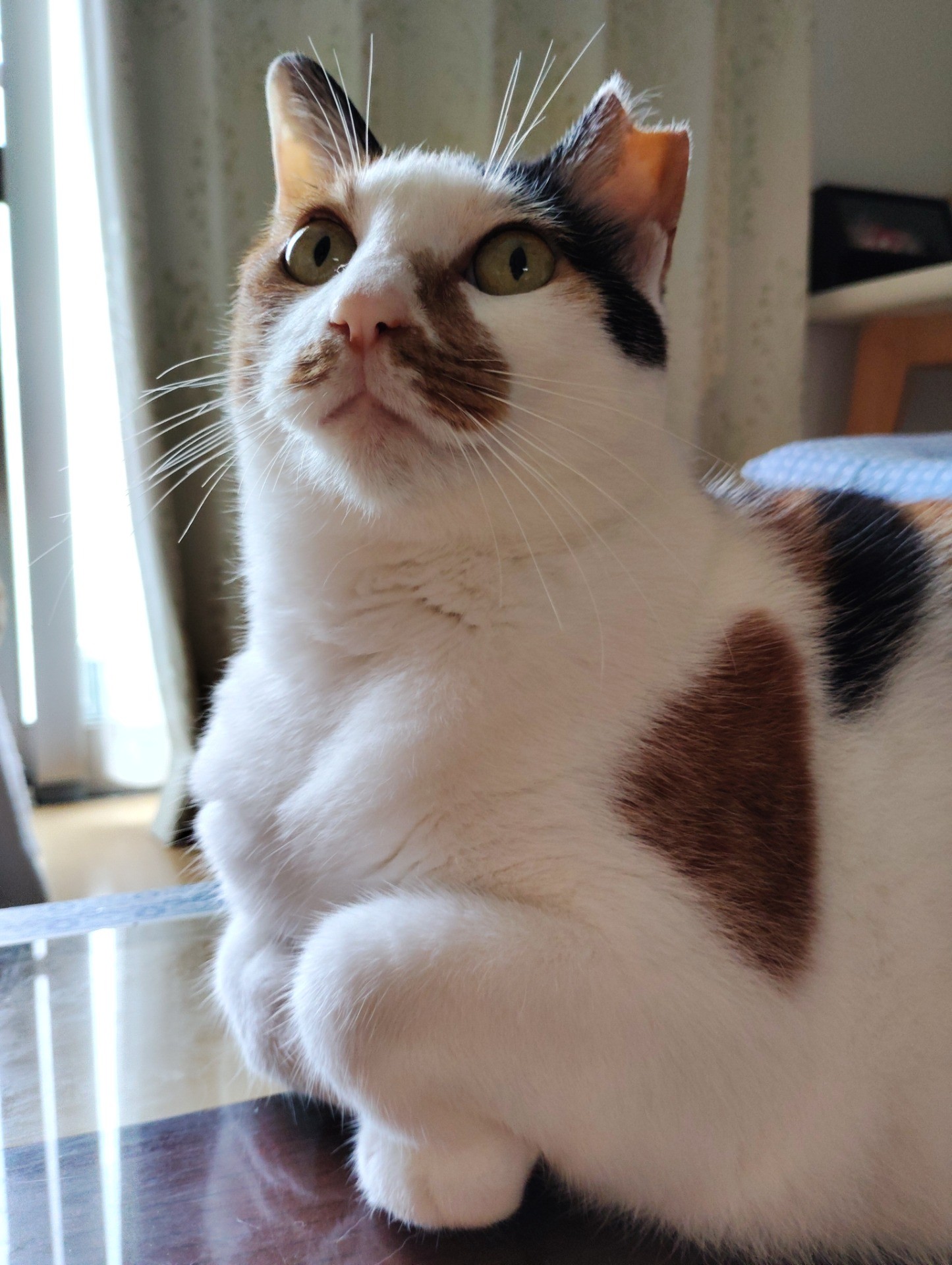 私？見ての通り家猫ですわよ