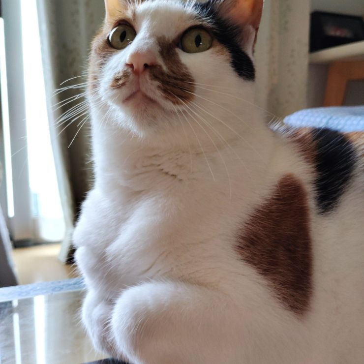 私？見ての通り家猫ですわよ