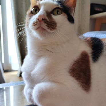 私？見ての通り家猫ですわよ