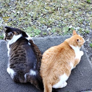今日も一緒に安全確認