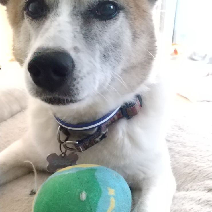 もうすぐ4年🐶
