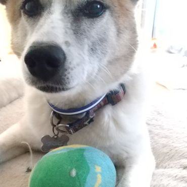 もうすぐ4年🐶