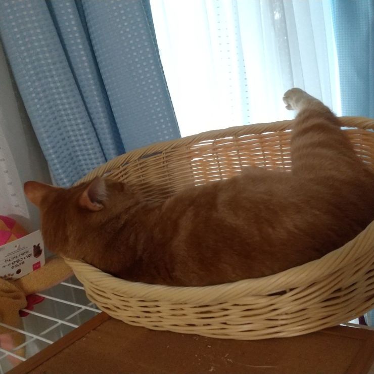 あんよ
