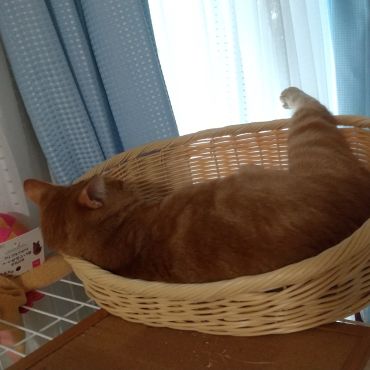 あんよ