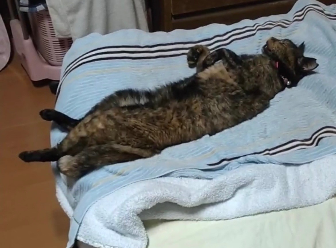 心配にゃいさぁ