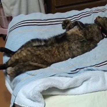 心配にゃいさぁ