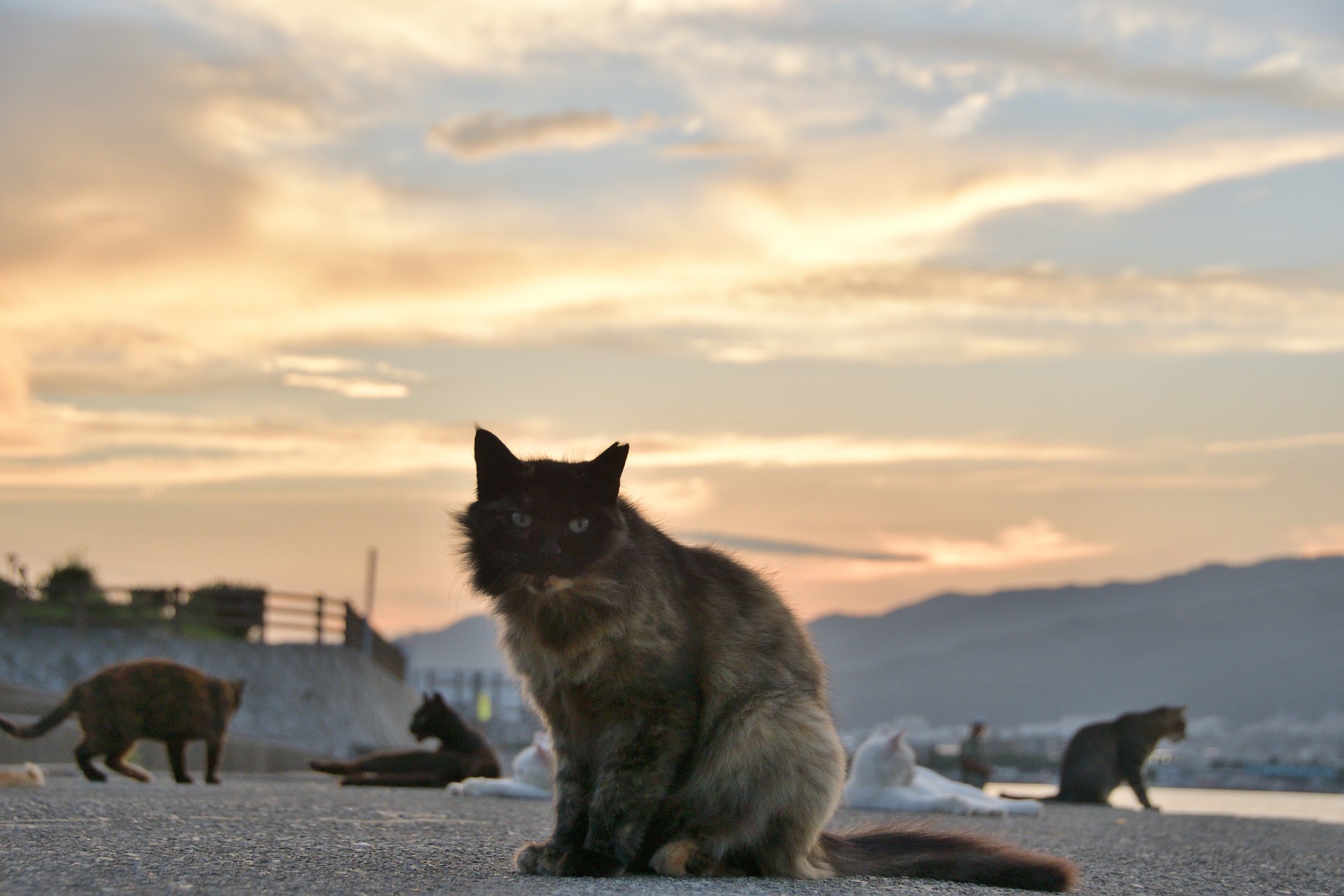 夕暮れの寛ぎ