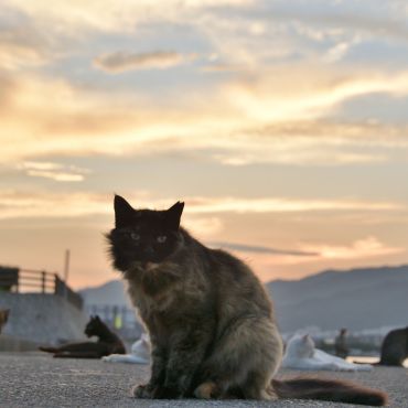 夕暮れの寛ぎ