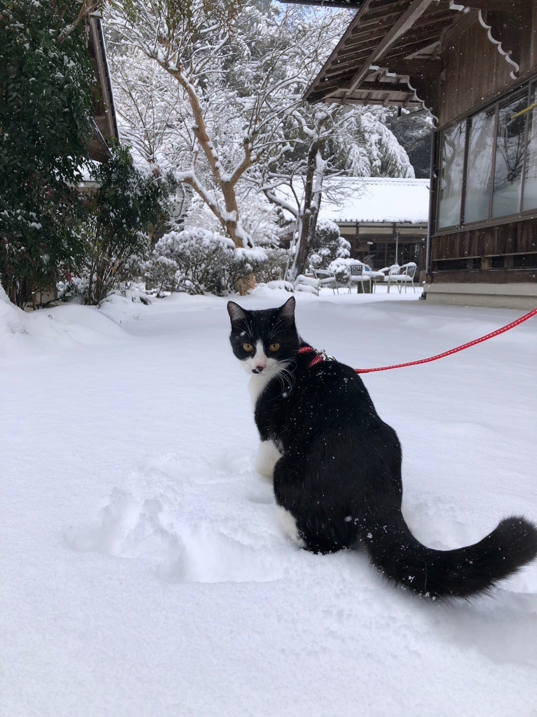 初めての雪