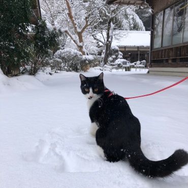 初めての雪
