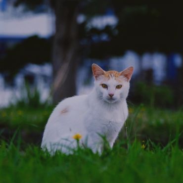 草の上で見つけた命