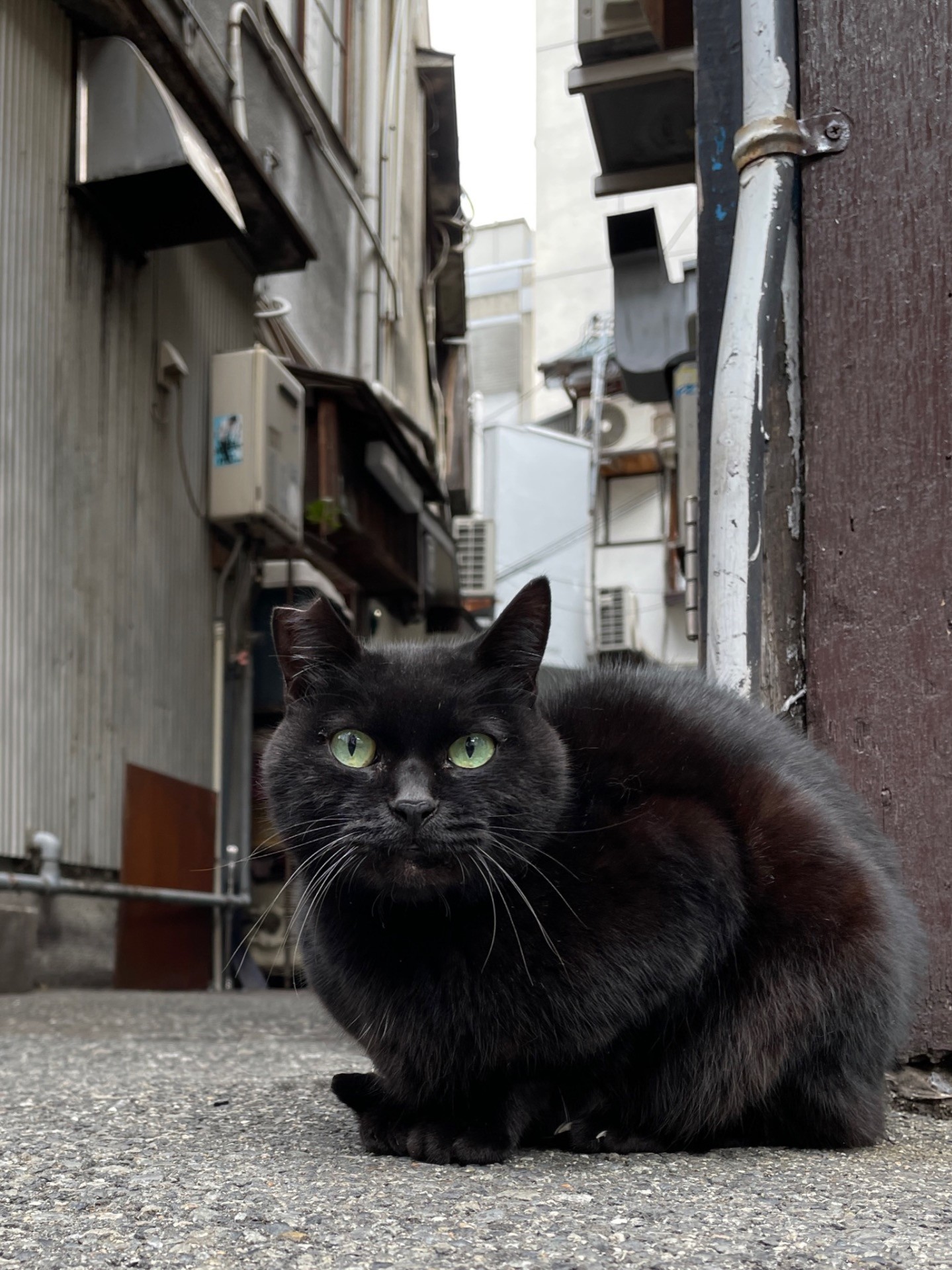 ここは僕のテリトリー