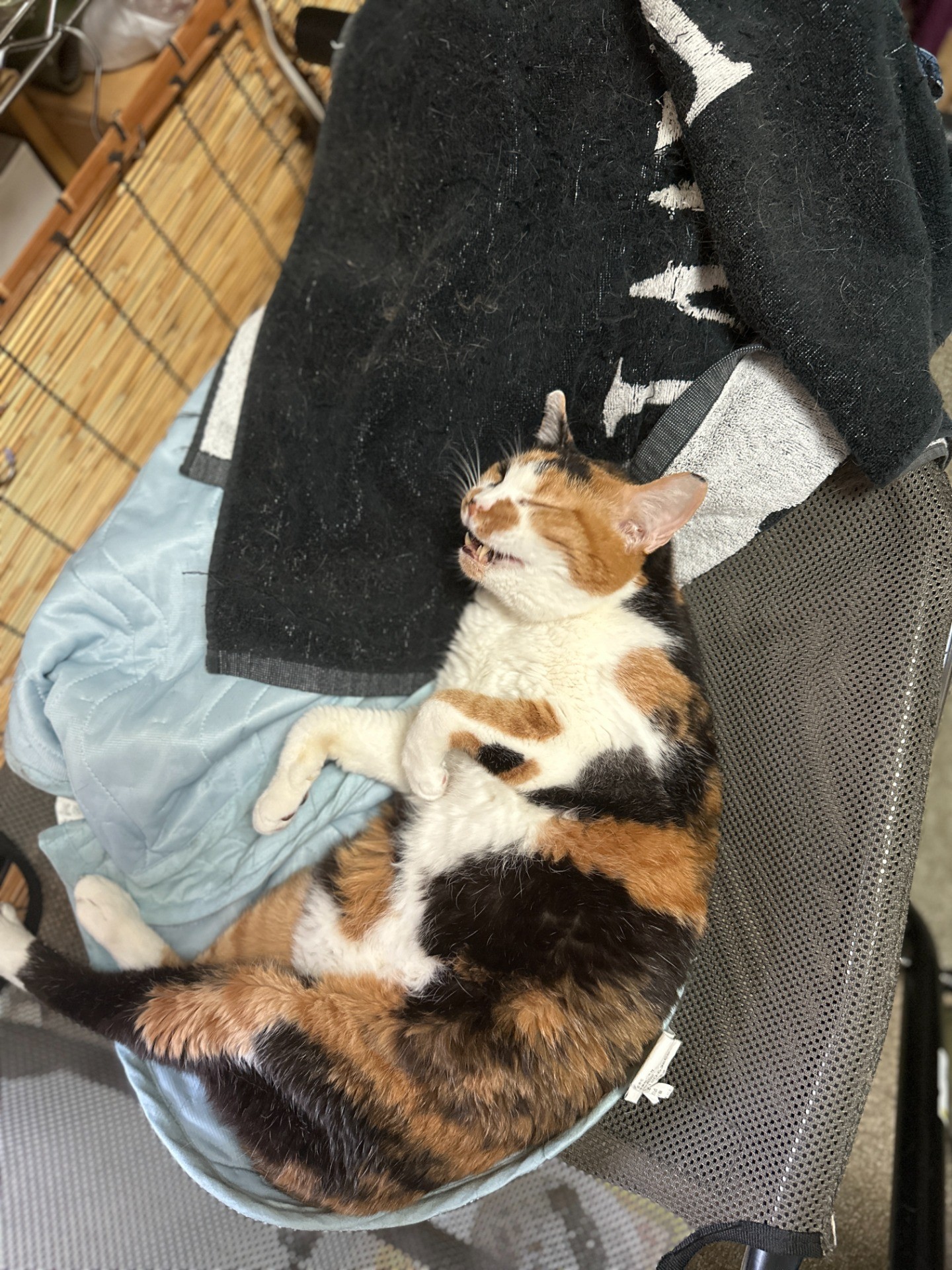 ここ最高だにゃ～