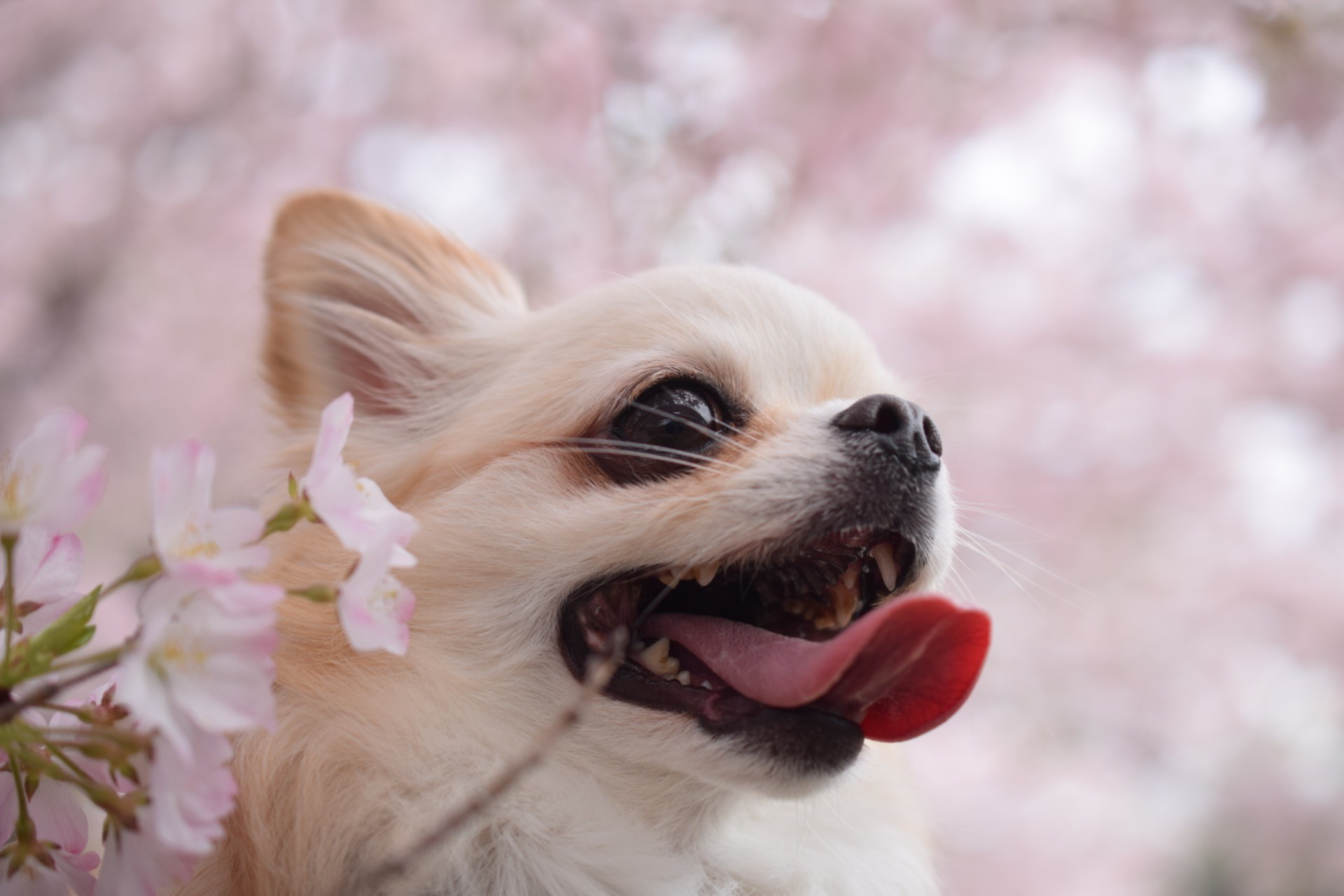 桜満開、笑顔も満開