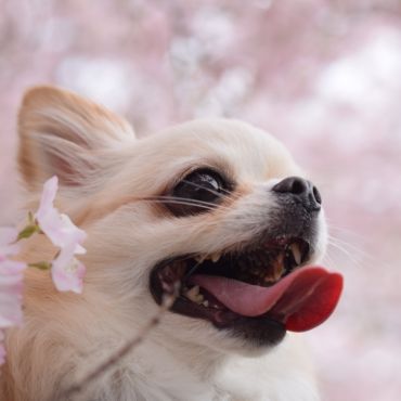 桜満開、笑顔も満開