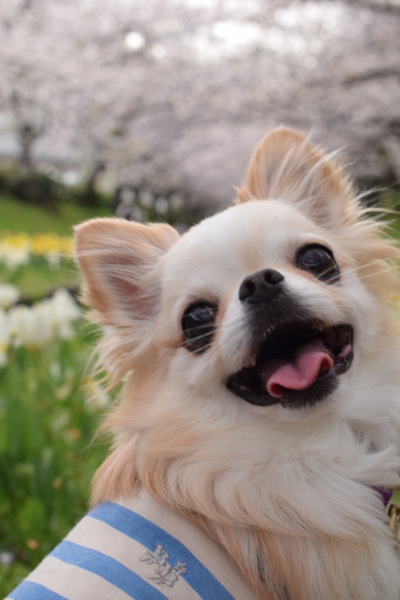 お花見、楽しいね！