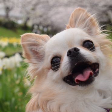 お花見、楽しいね！