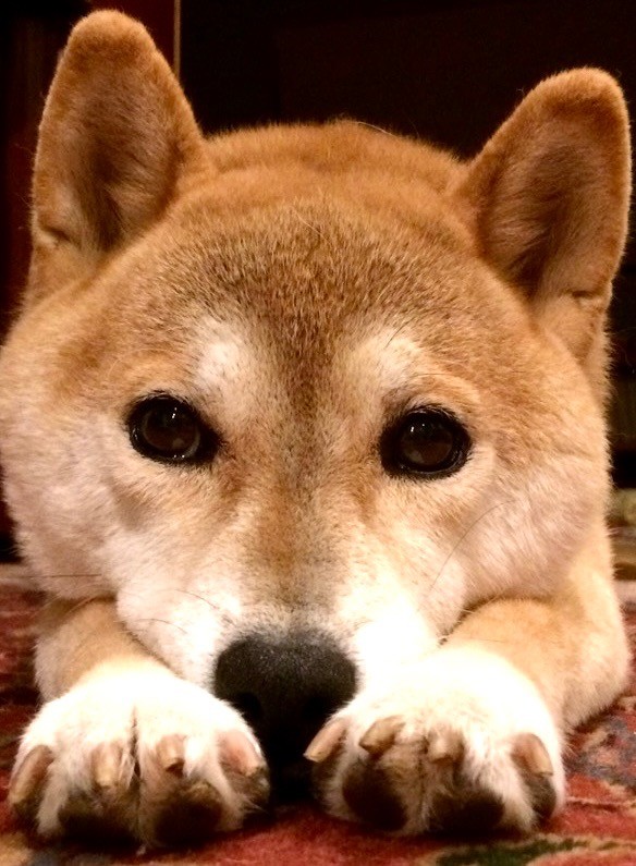 糸
