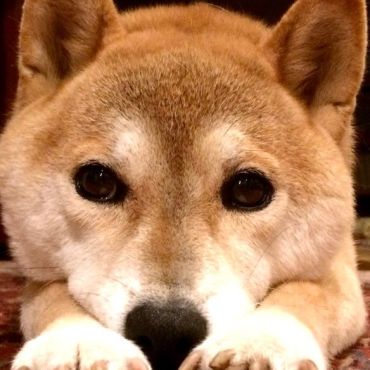 糸