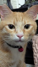 僕、男の子だけど…。かわいすぎる美猫のワトソン♪