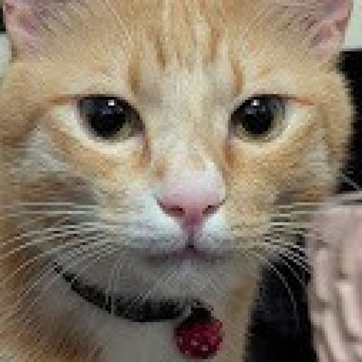 僕、男の子だけど…。かわいすぎる美猫のワトソン♪