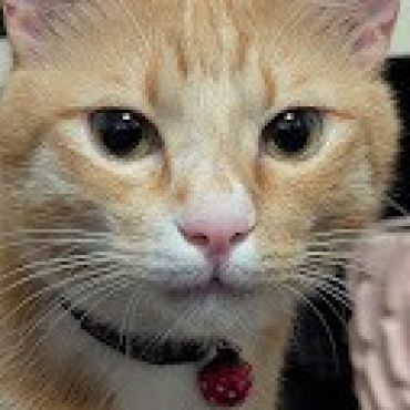 僕、男の子だけど…。かわいすぎる美猫のワトソン♪