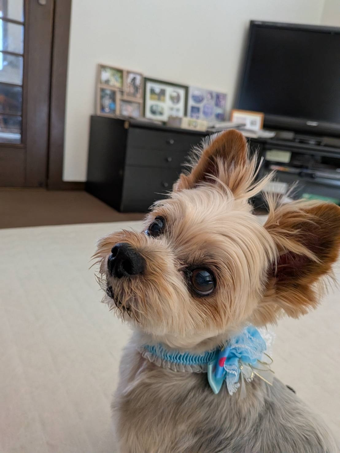 三代目ワンコは保護犬みるく