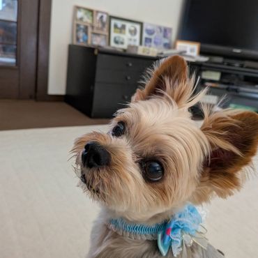三代目ワンコは保護犬みるく