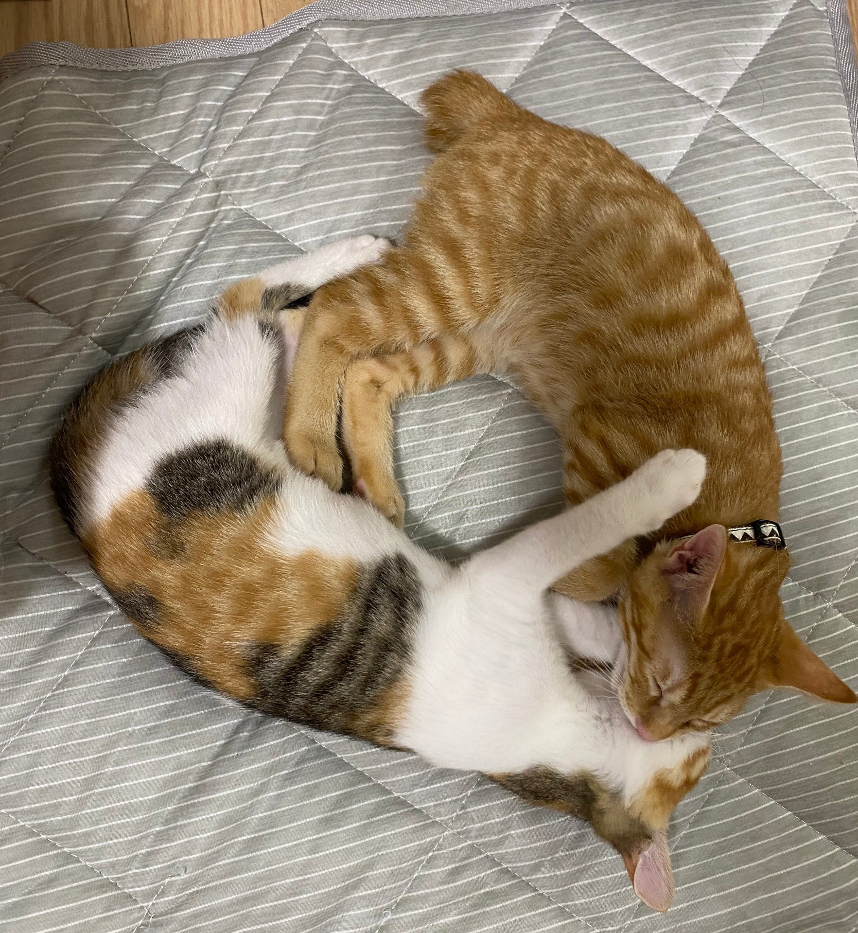 これからは２匹で安全だね♡