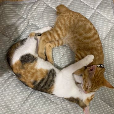 これからは２匹で安全だね♡