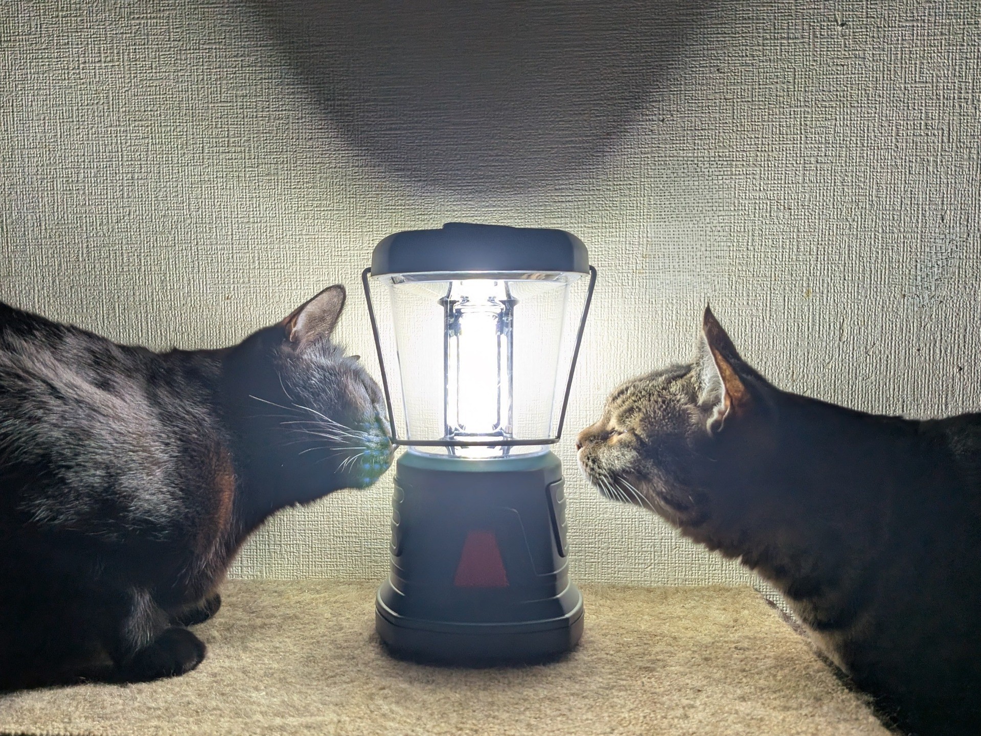 ランタンと猫