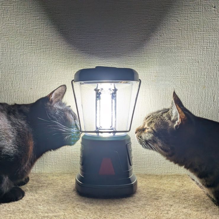 ランタンと猫