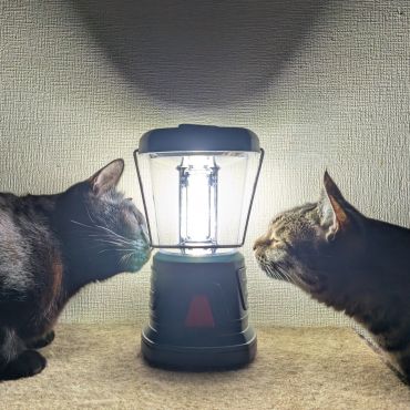 ランタンと猫
